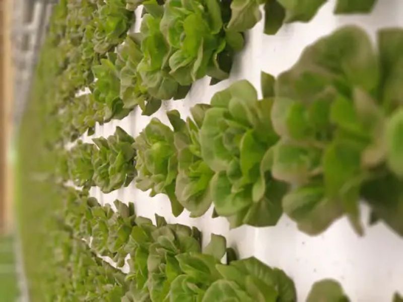  Started Aquaponics Farm