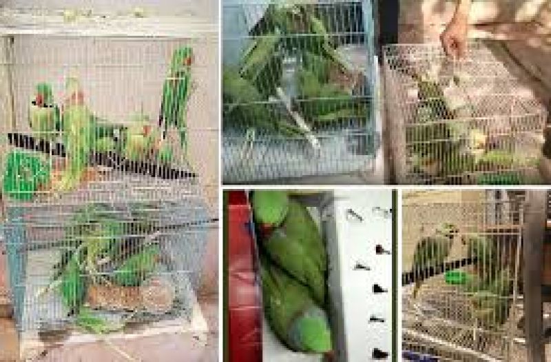 13 parrots 