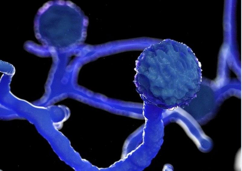 black fungus infection