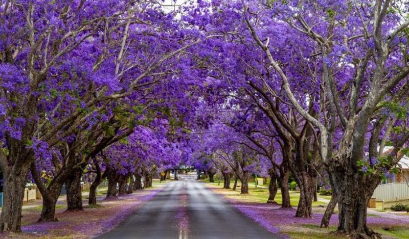 jacarandas walk