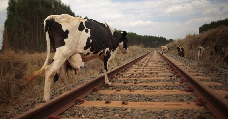 Cow on Railway Track