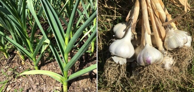 Garlic Farming