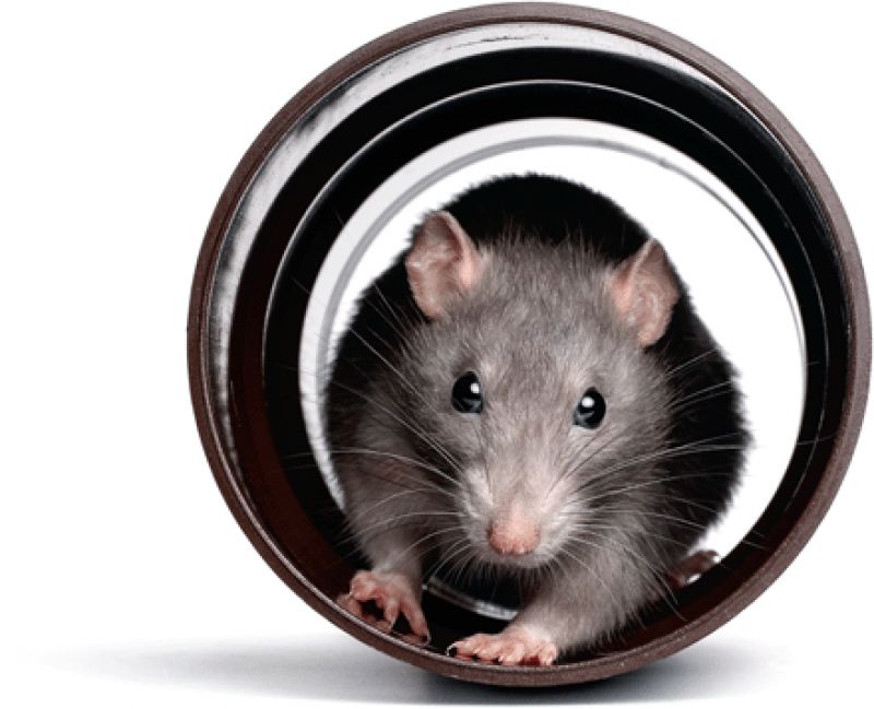 Scientists succeed - mice can also play hide and seek with humans!
