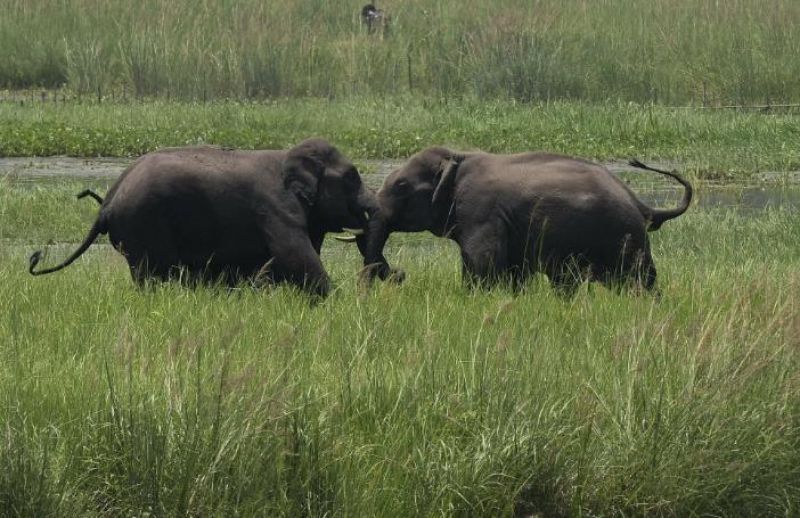 One million species at risk of extinction, UN report warns