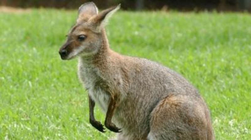 Kangaroo