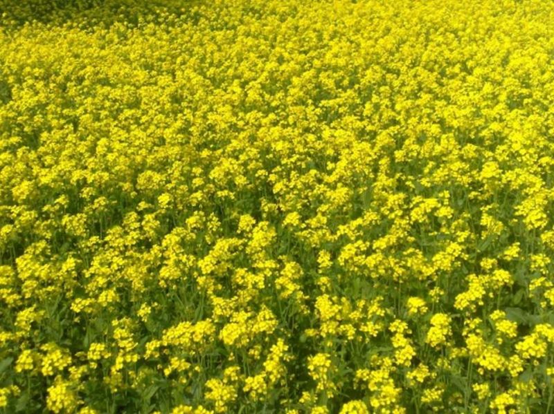 Mustard Farming