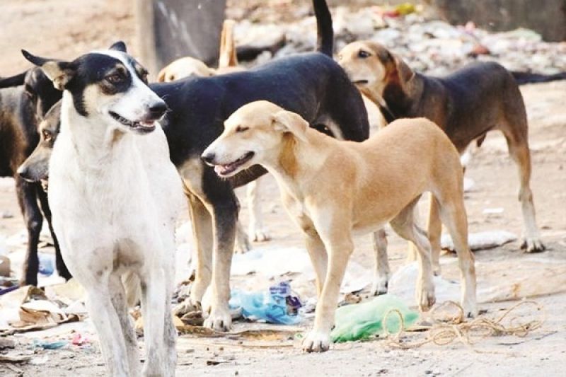 dogs attacked on 35 peoples
