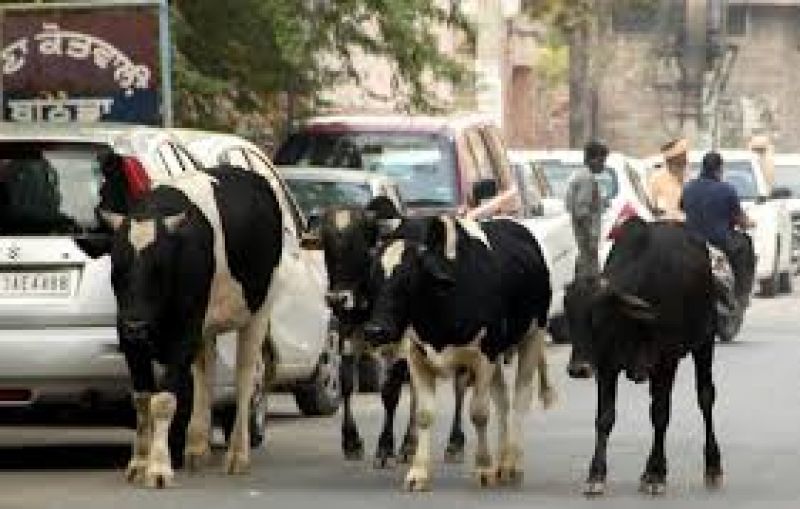 cow on road cow on road