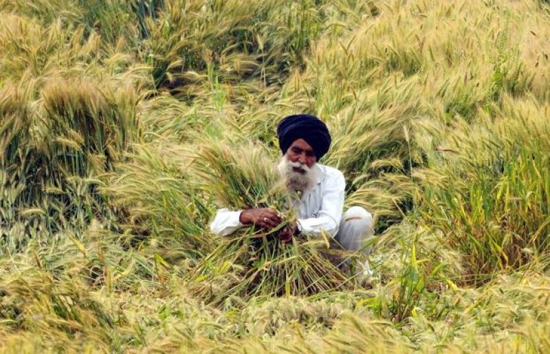 Wheat crop damaged by strong winds and rains