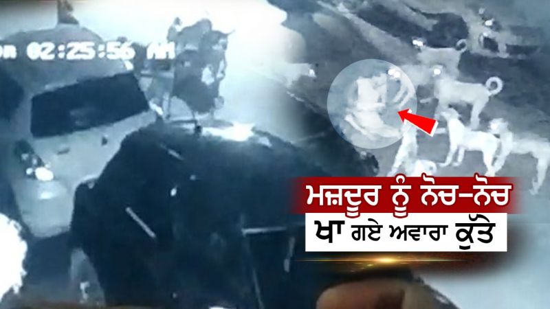 In Gurdaspur, a laborer was bitten to death by stray dogs