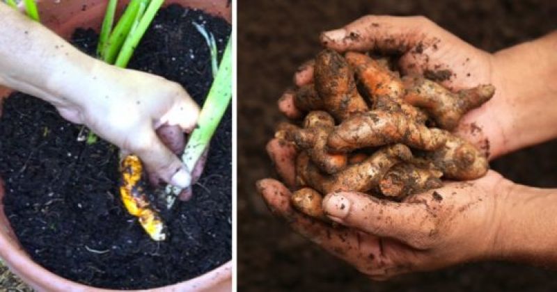  Turmeric Cultivation