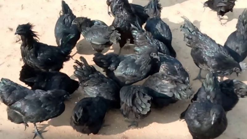 Kadaknath Chicken