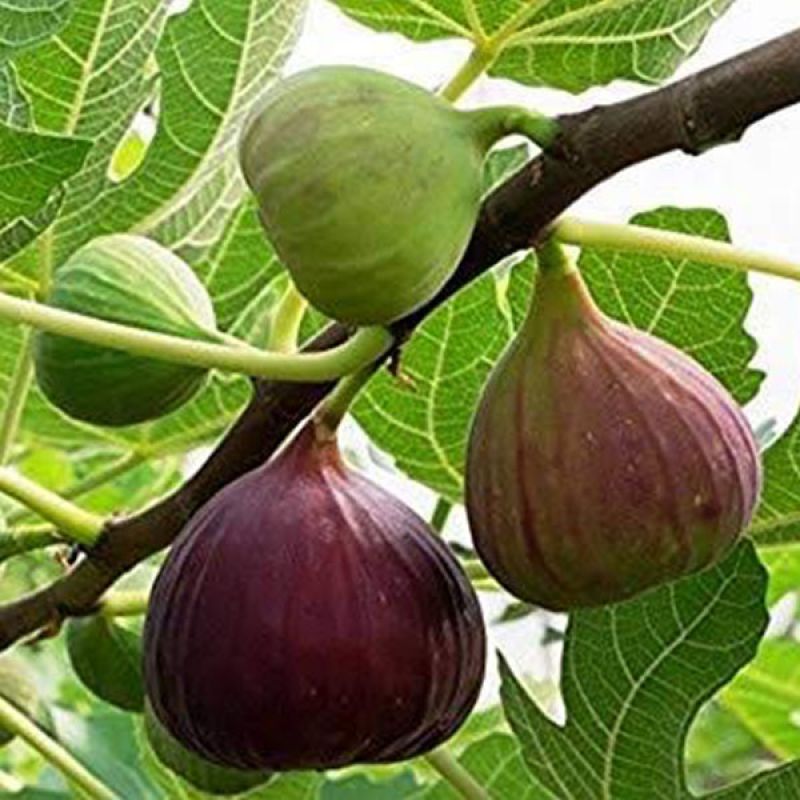 Common fig
