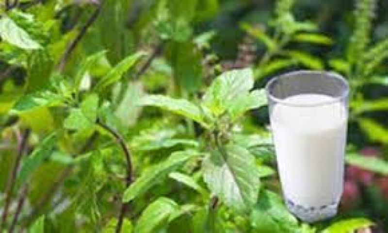 Tulsi milk Tulsi milk
