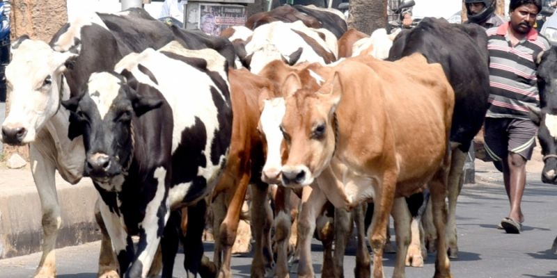 Giriraj singh said we will set up a cow production factory