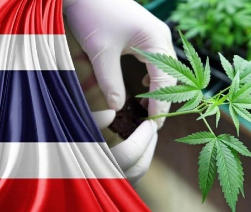 Thailand gives legal recognition to cannabis cultivation
