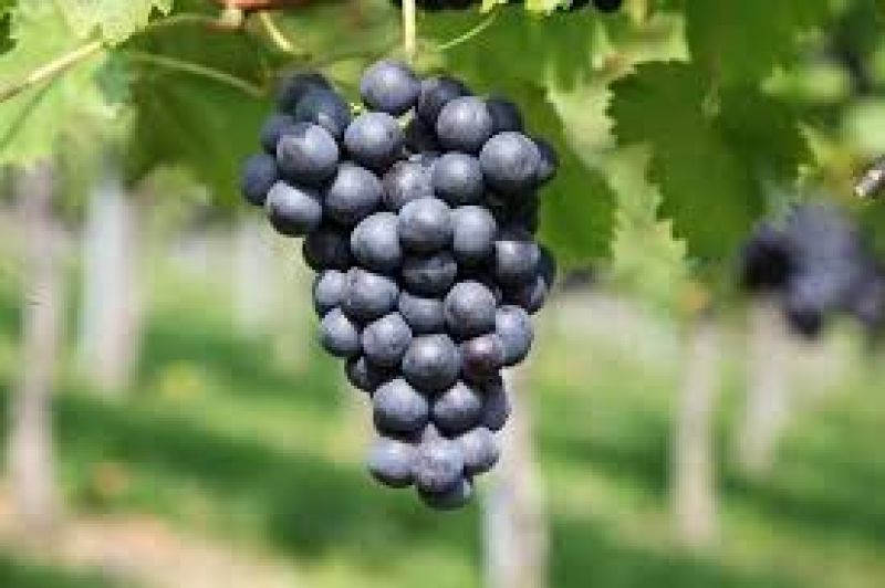 Grapes
