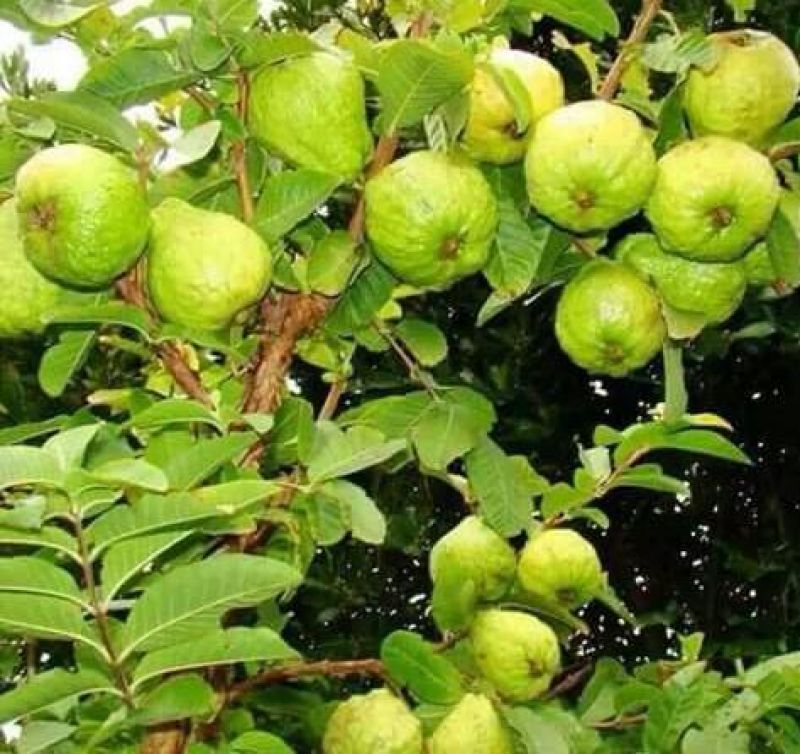 Guava Cultivation
