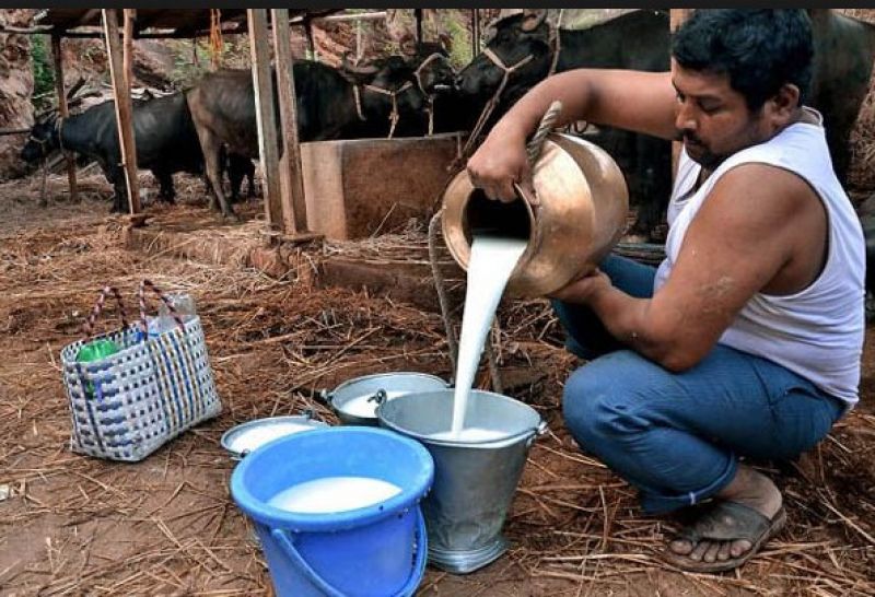Milking Milking