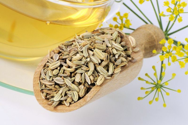 Fennel is good for health Fennel is good for health