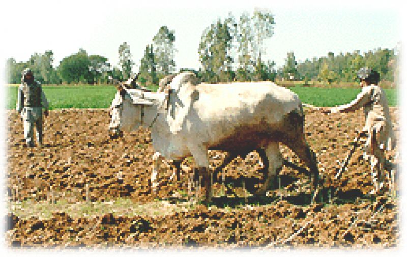 ਪੰਜਾਬ ਦੇ ਲੋਕ ਕਿਤੇ