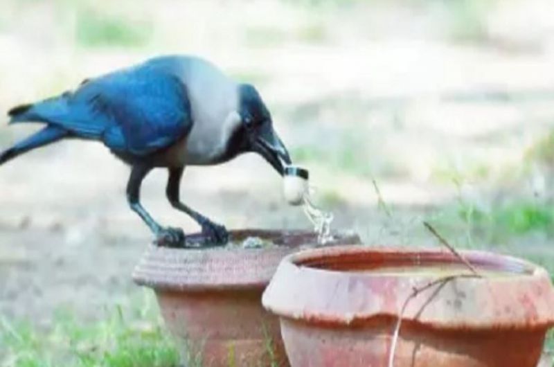 Mohali High Temperature 