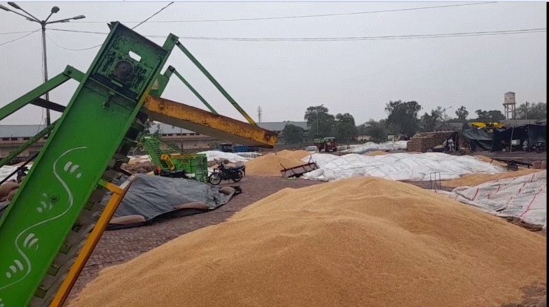 Wheat crop soaked in rain