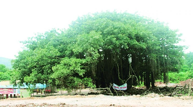 The 400-year-old tree was to be chopped for the Ratnagiri-Solapur highway project