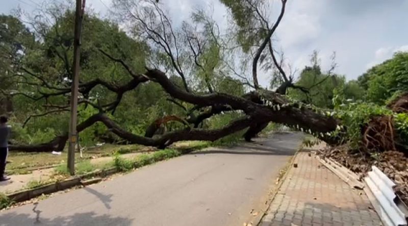 A tree fell again in Chandigarh Sector 7 A tree fell again in Chandigarh Sector 7