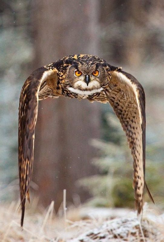 owl