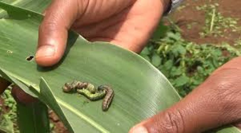 Fall armyworm