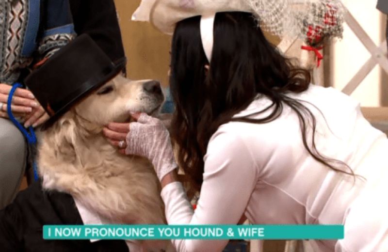 British model married dog