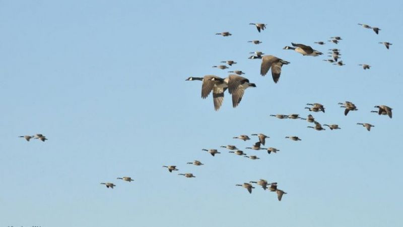 migratory birds