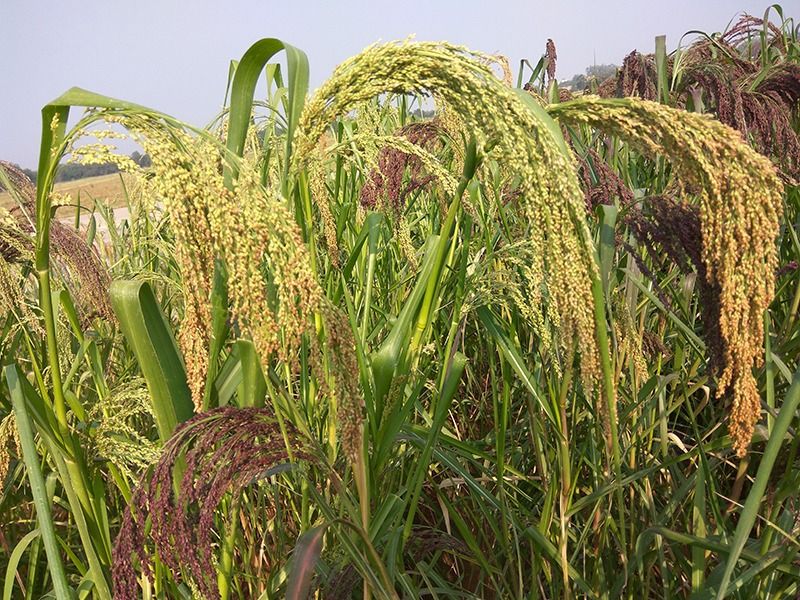 Millet farming