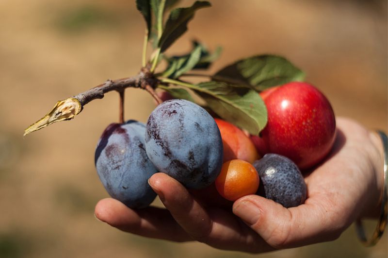 tree that has 40 different fruits