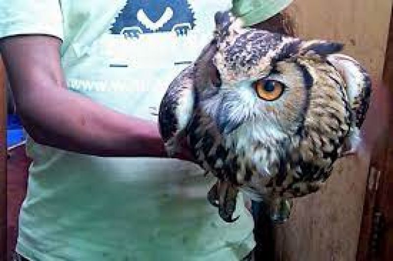 WWF India released the poster, wrote – 16 species of owls are smuggled in the country