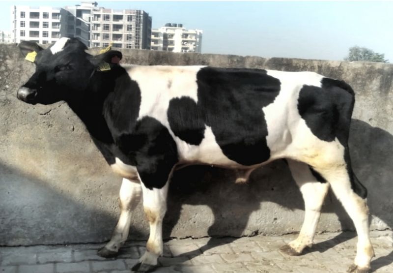 Imported Bulls will enhance production levels and quality of milch cattle: Tript Bajwa