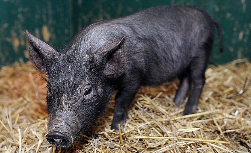 Pig Pig