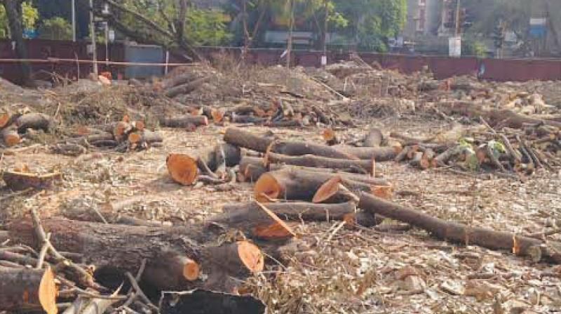trees cutting in delhi