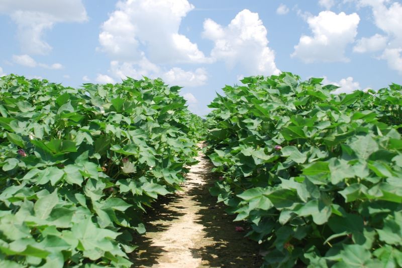 cotton crop