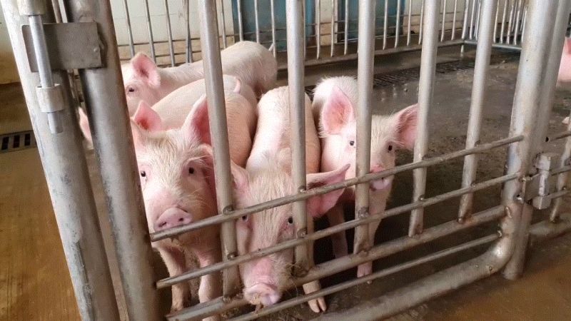Pig farming can be beneficial for farmers