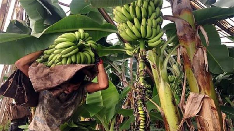 70 kg of bananas fell on the head of the laborer 70 kg of bananas fell on the head of the laborer