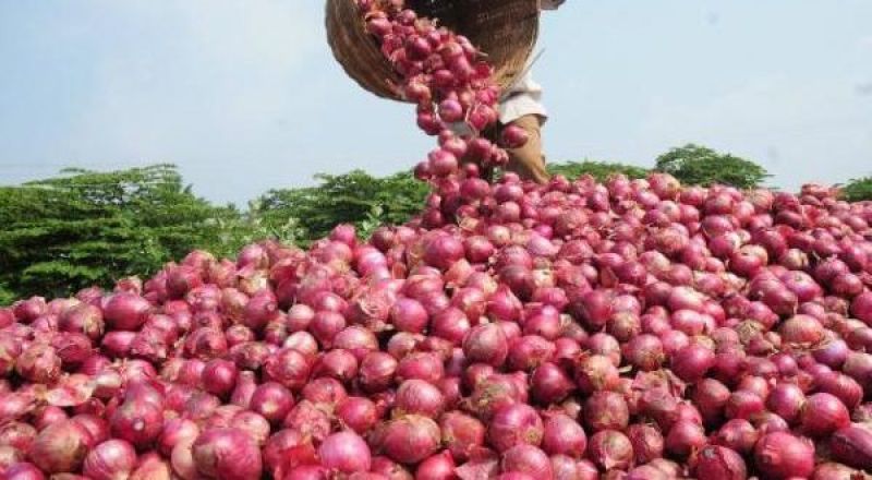 Onion Farming 