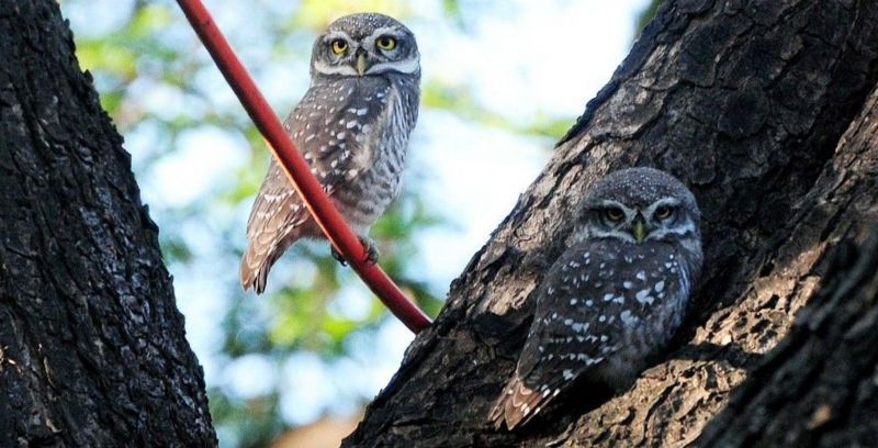 WWF India released the poster, wrote – 16 species of owls are smuggled in the country