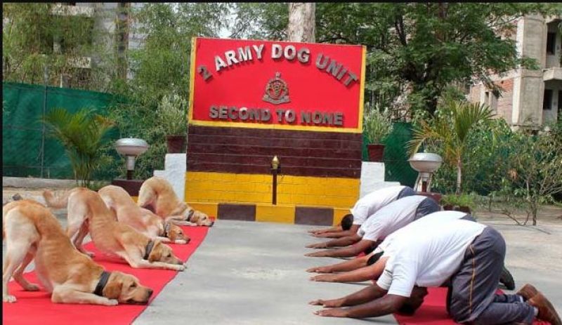 Dogs also participate in yoga day event