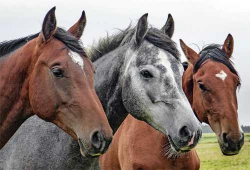 After getting glanders of deadly disease three horses were killed in Mathura
