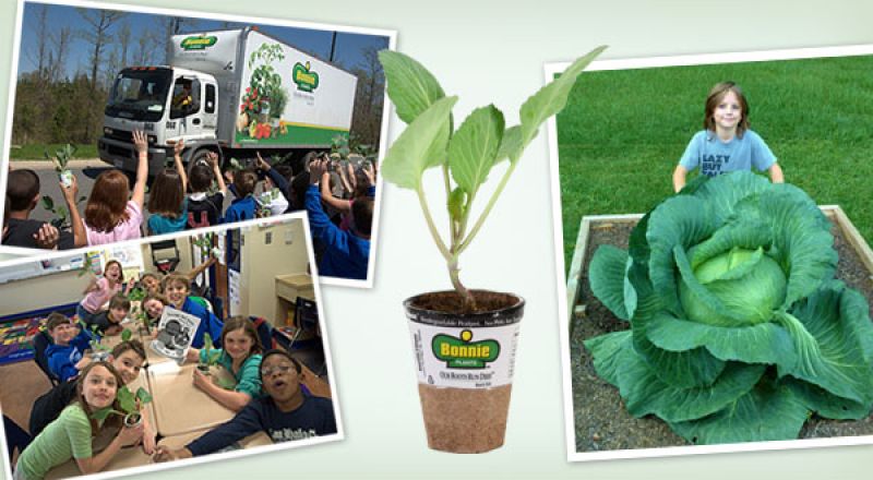 National Bonnie Plants 3rd Grade Cabbage Program 