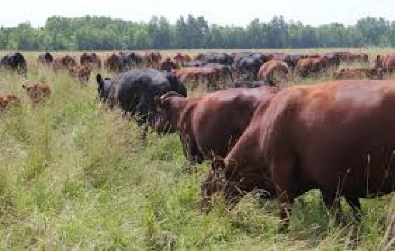 cattle fodder crop