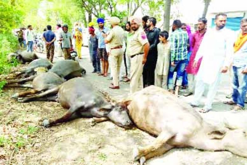 The death of six buffaloes due to a current