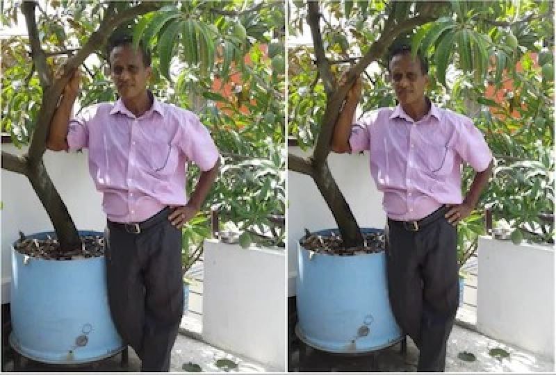Kochi man grows 40 varieties of mangoes on his rooftop